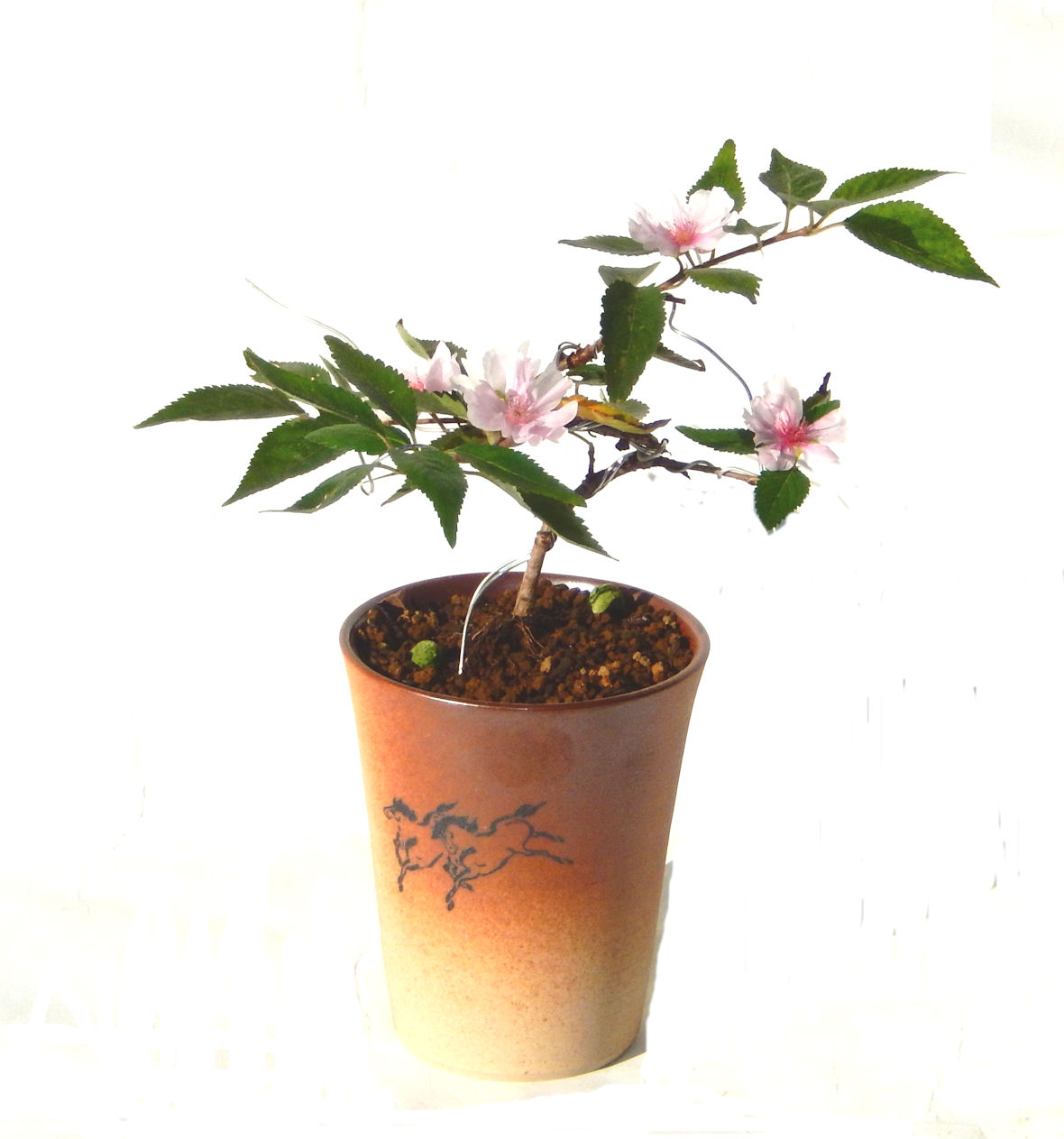 �H����~�ɂ����A�t�ɉԂ��炭�j��炫���ł��B�N�Ԃ̒��x�X�g�Z���[�ɂȂ�܂����I�I�I�R���p�N�g�ɉ������܂����B���߂Ă̕��ɂ���Ă₷����v�ȐA���ł��B