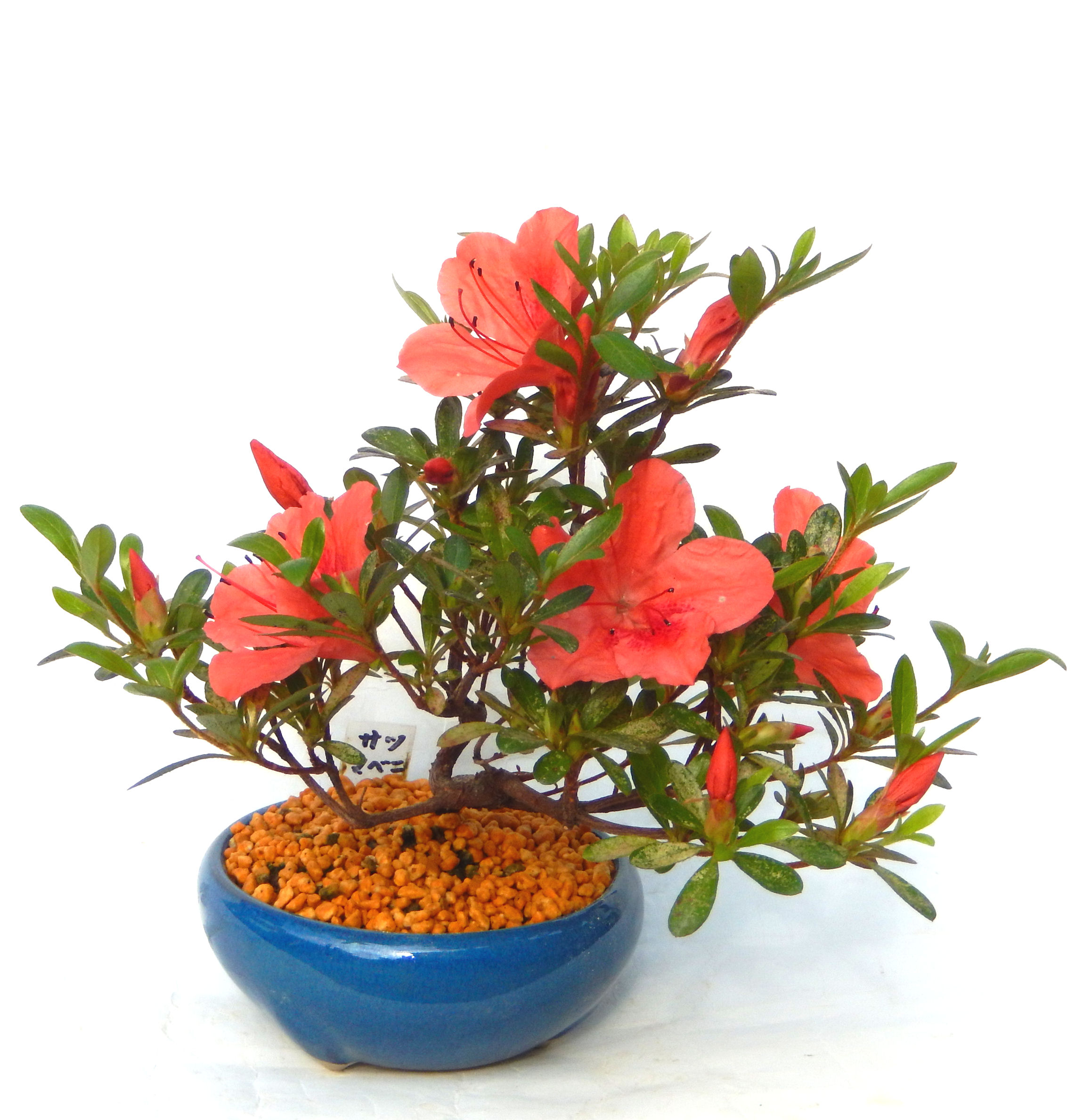 �N�Ԃ̒��x�X�g�Z���[�ɂȂ�܂����I�I�I�R���p�N�g�ɉ������܂����B���߂Ă̕��ɂ���Ă₷����v�ȐA���ł��B