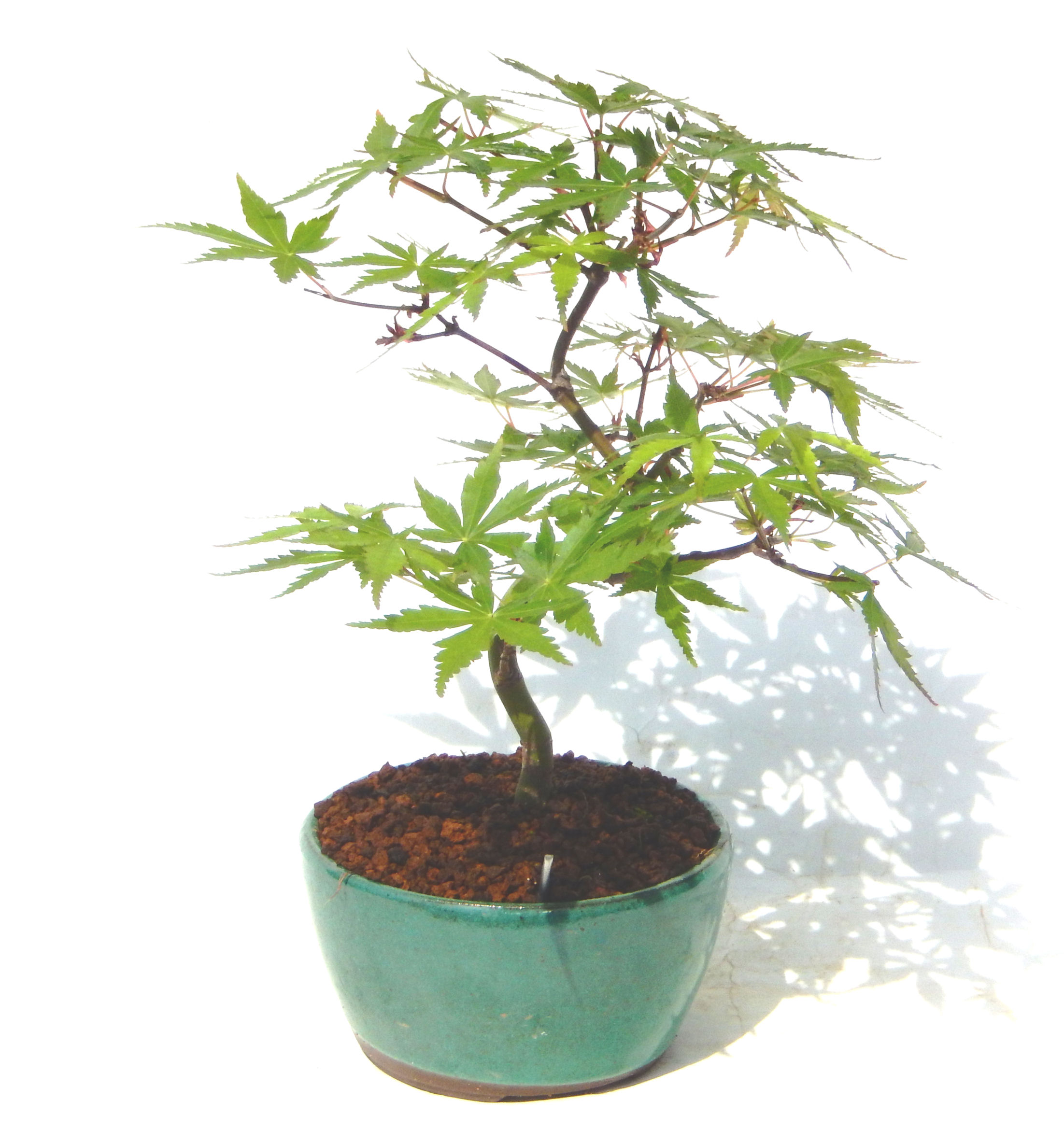 ���݂��B���Ă̐V�΁A�H�̍g�t�A���t�����ďt�̉�ӂ��A�l�G�𔧂Ŋ�����A���ł��B�N�Ԃ̃x�X�g�Z���[�ɂȂ�܂����I�I�I�R���p�N�g�ɉ������܂����B���߂Ă̕��ɂ���Ă₷����v�ȐA���ł��B