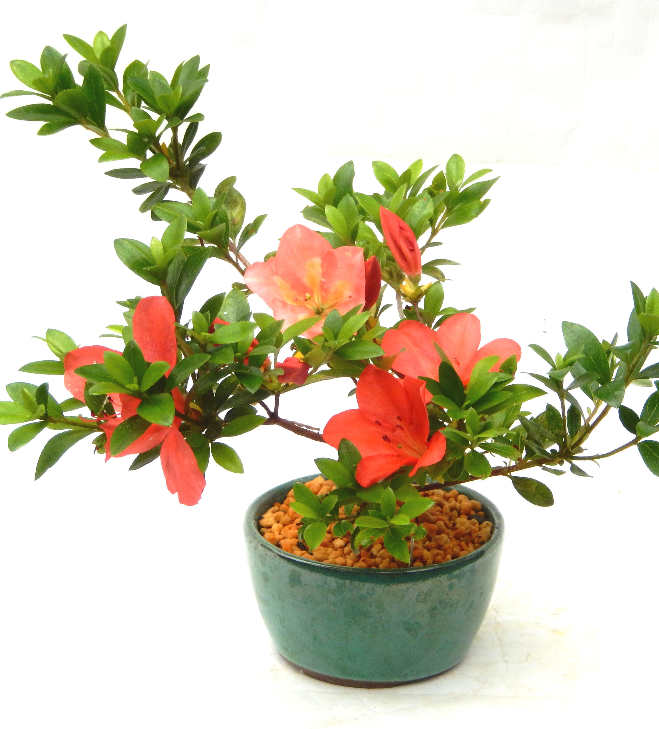 �N�Ԃ̒��x�X�g�Z���[�ɂȂ�܂����I�I�I�R���p�N�g�ɉ������܂����B���߂Ă̕��ɂ���Ă₷����v�ȐA���ł��B