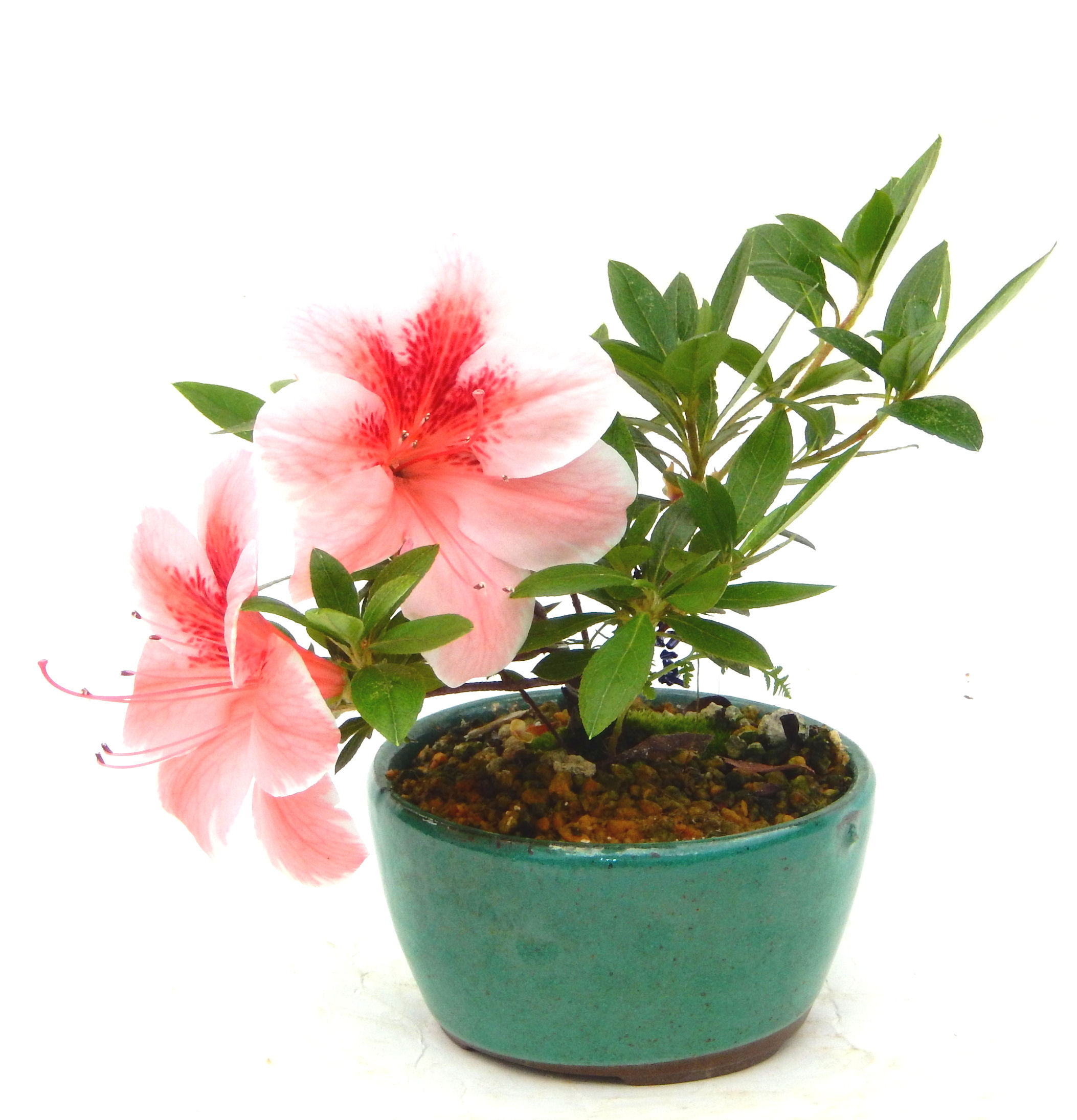 �N�Ԃ̒��x�X�g�Z���[�ɂȂ�܂����I�I�I�R���p�N�g�ɉ������܂����B���߂Ă̕��ɂ���Ă₷����v�ȐA���ł��B