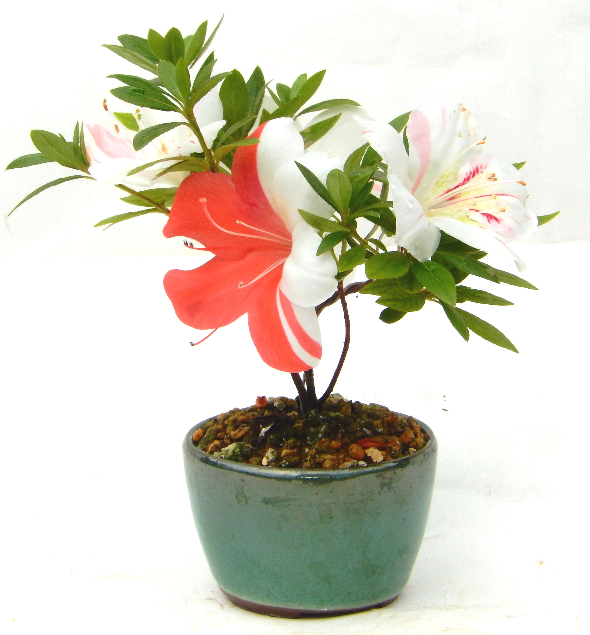 �N�Ԃ̒��x�X�g�Z���[�ɂȂ�܂����I�I�I�R���p�N�g�ɉ������܂����B���߂Ă̕��ɂ���Ă₷����v�ȐA���ł��B