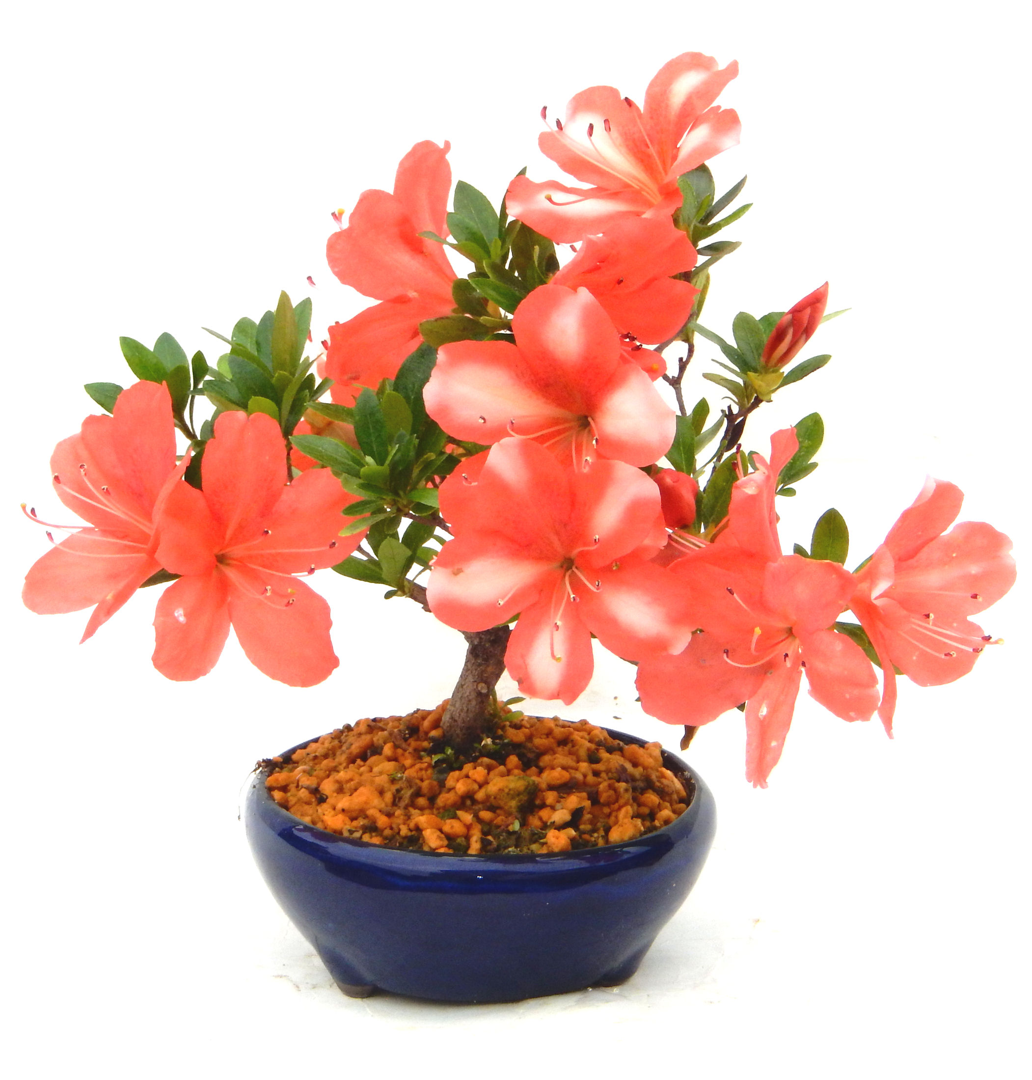 �N�Ԃ̒��x�X�g�Z���[�ɂȂ�܂����I�I�I�R���p�N�g�ɉ������܂����B���߂Ă̕��ɂ���Ă₷����v�ȐA���ł��B