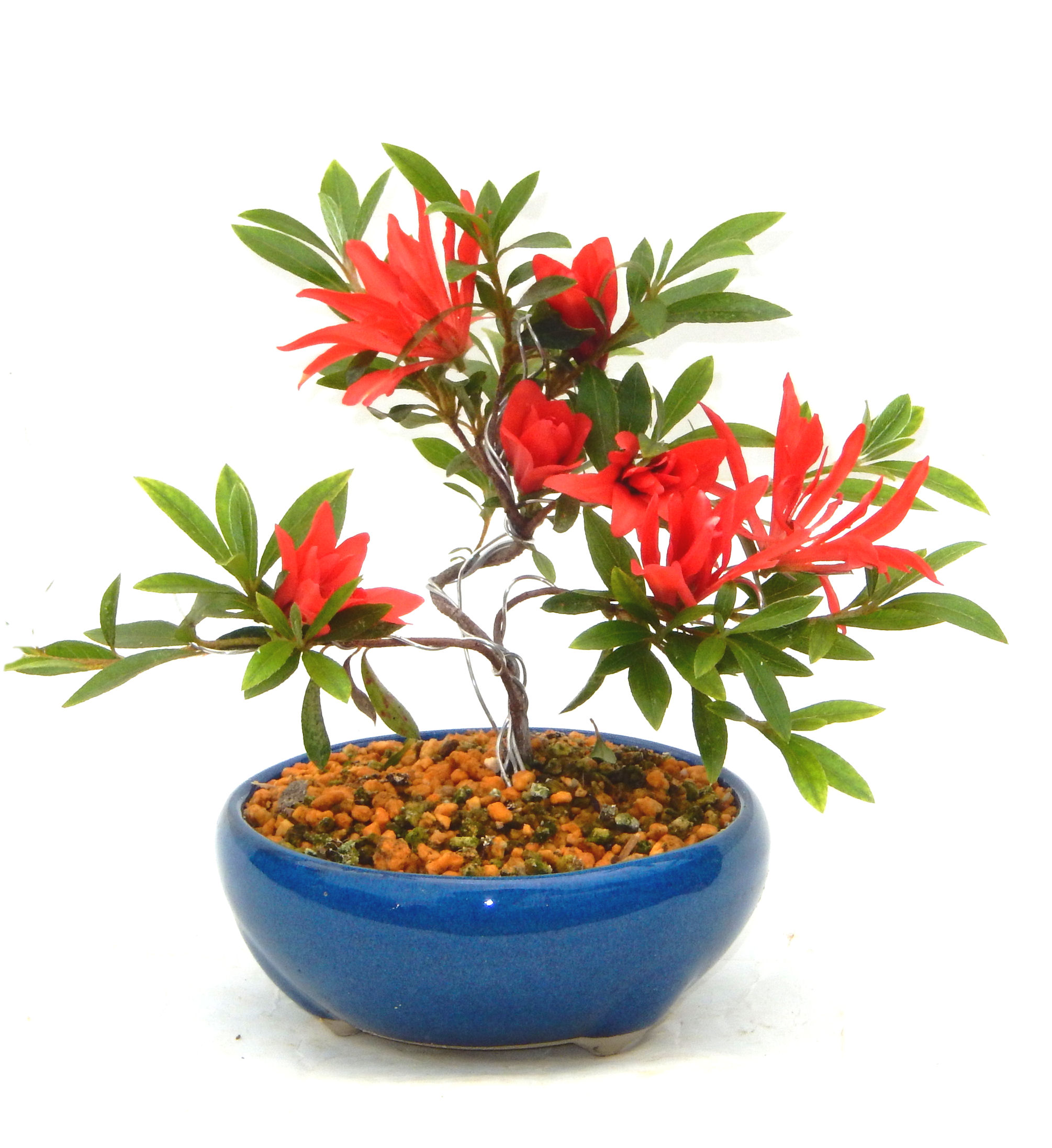 �N�Ԃ̒��x�X�g�Z���[�ɂȂ�܂����I�I�I�R���p�N�g�ɉ������܂����B���߂Ă̕��ɂ���Ă₷����v�ȐA���ł��B