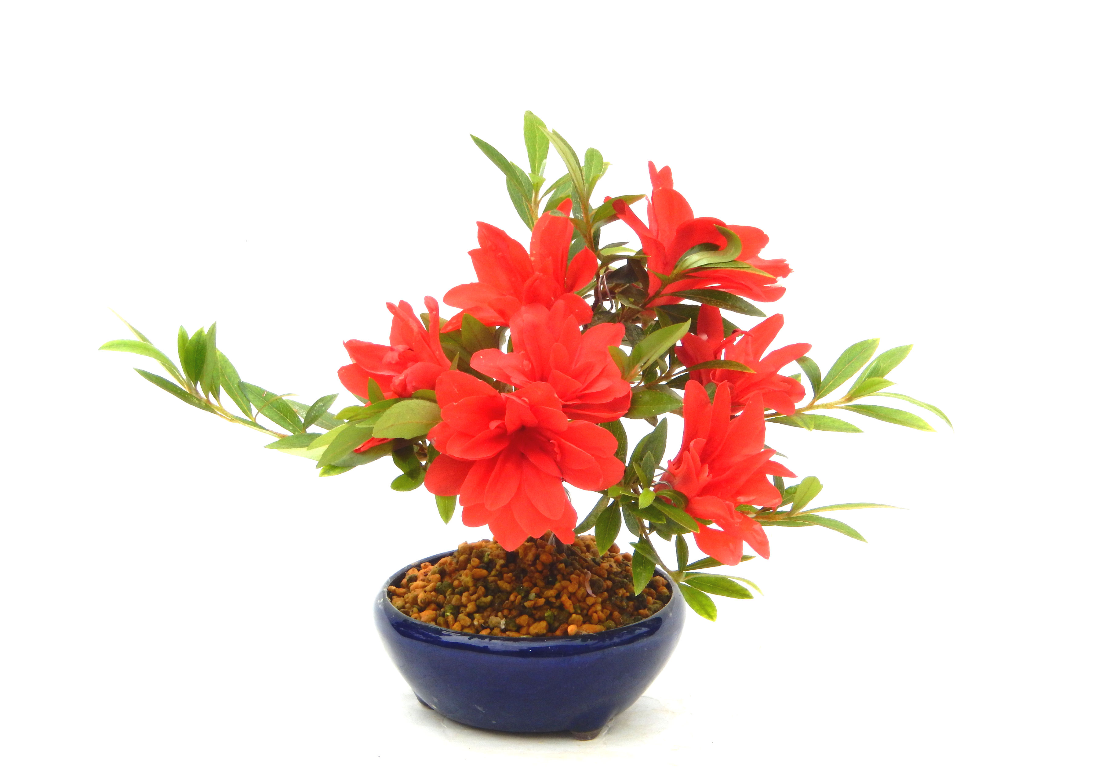 �N�Ԃ̒��x�X�g�Z���[�ɂȂ�܂����I�I�I�R���p�N�g�ɉ������܂����B���߂Ă̕��ɂ���Ă₷����v�ȐA���ł��B