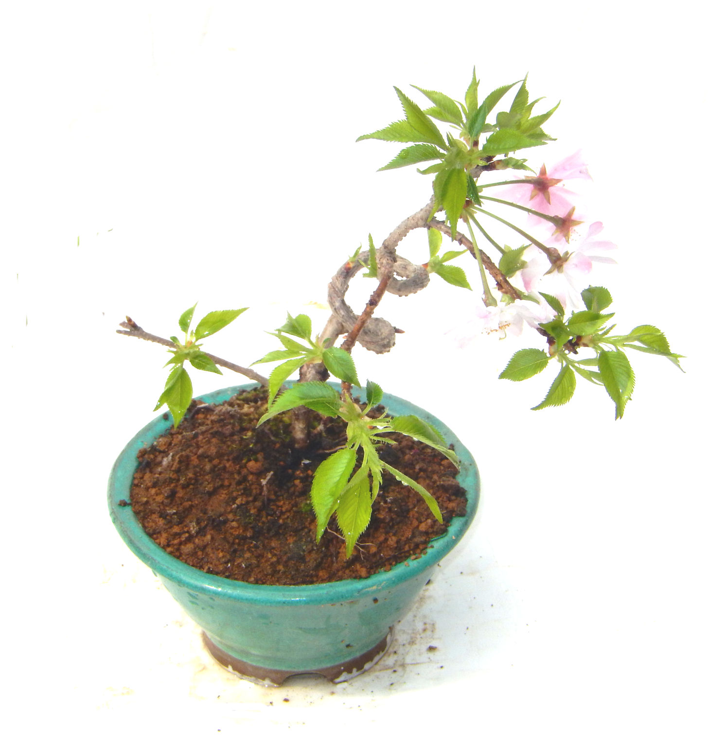 �H����~�ɂ����A�t�ɉԂ��炭�j��炫���ł��B�N�Ԃ̒��x�X�g�Z���[�ɂȂ�܂����I�I�I�R���p�N�g�ɉ������܂����B���߂Ă̕��ɂ���Ă₷����v�ȐA���ł��B