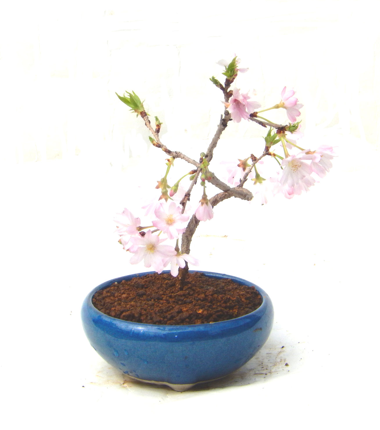 �H����~�ɂ����A�t�ɉԂ��炭�j��炫���ł��B�N�Ԃ̒��x�X�g�Z���[�ɂȂ�܂����I�I�I�R���p�N�g�ɉ������܂����B���߂Ă̕��ɂ���Ă₷����v�ȐA���ł��B