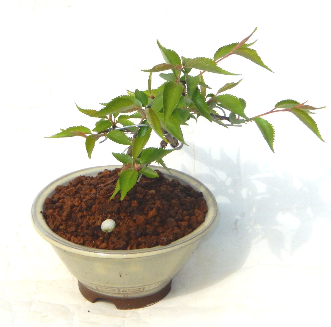 �P�O�����B�t�ƏH�̓��炭�T�N���ł��B�N�Ԃ̒��x�X�g�Z���[�ɂȂ�܂����I�I�I�R���p�N�g�ɉ������܂����B���߂Ă̕��ɂ���Ă₷����v�ȐA���ł��B