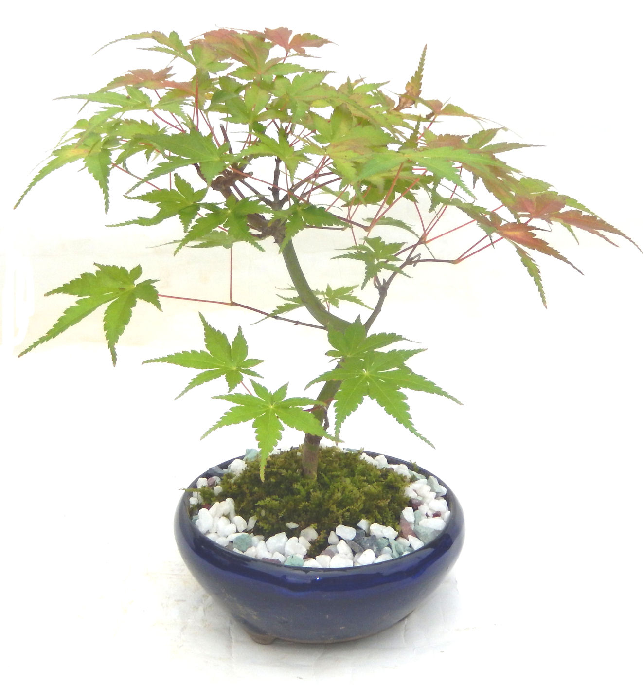 ���݂��B���Ă̐V�΁A�H�̍g�t�A���t�����ďt�̉�ӂ��A�l�G�𔧂Ŋ�����A���ł��B�N�Ԃ̃x�X�g�Z���[�ɂȂ�܂����I�I�I�R���p�N�g�ɉ������܂����B���߂Ă̕��ɂ���Ă₷����v�ȐA���ł��B