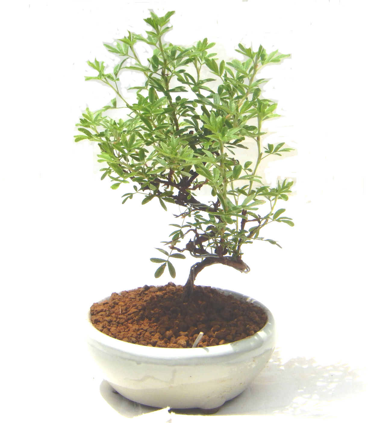 ����̖؁B�����ɂ��₩��鉏�N�A���I�I�Ƃɂ��������A��x������ǂ����Ă���ɓ��ꂽ���Ȃ�A���ł��I 
   ���̏��i�́A�~�j�T�C�Y�ɍ��܂����B�������̃C���e���A�Ƃ��ăe�[�u���⑋�ӂɂ�����傫���ł��B�܂������̂����߂̈�i�ł��I�I�I