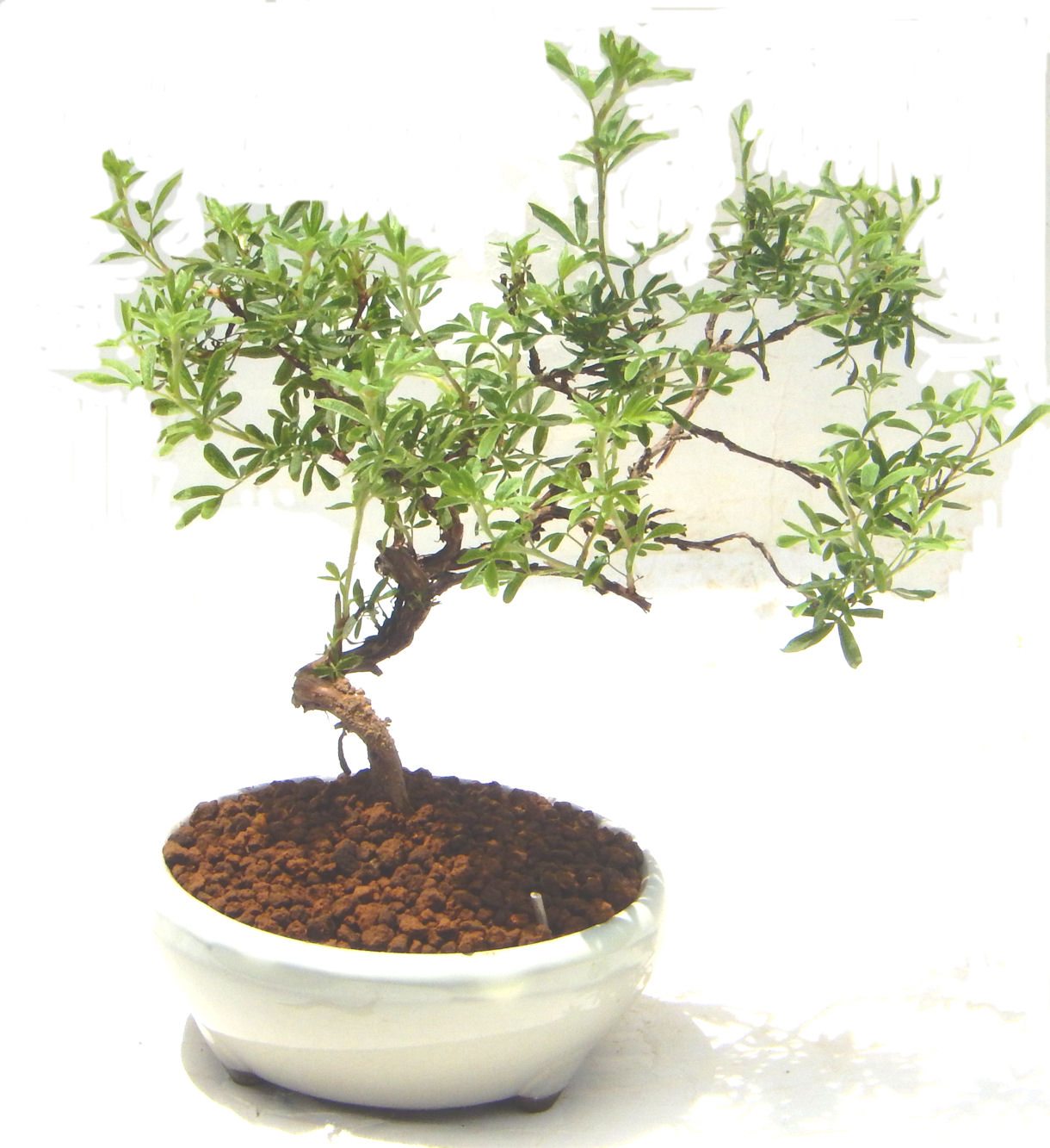 ����̖؁B�����ɂ��₩��鉏�N�A���I�I�Ƃɂ��������A��x������ǂ����Ă���ɓ��ꂽ���Ȃ�A���ł��I 
   ���̏��i�́A�~�j�T�C�Y�ɍ��܂����B�������̃C���e���A�Ƃ��ăe�[�u���⑋�ӂɂ�����傫���ł��B�܂������̂����߂̈�i�ł��I�I�I