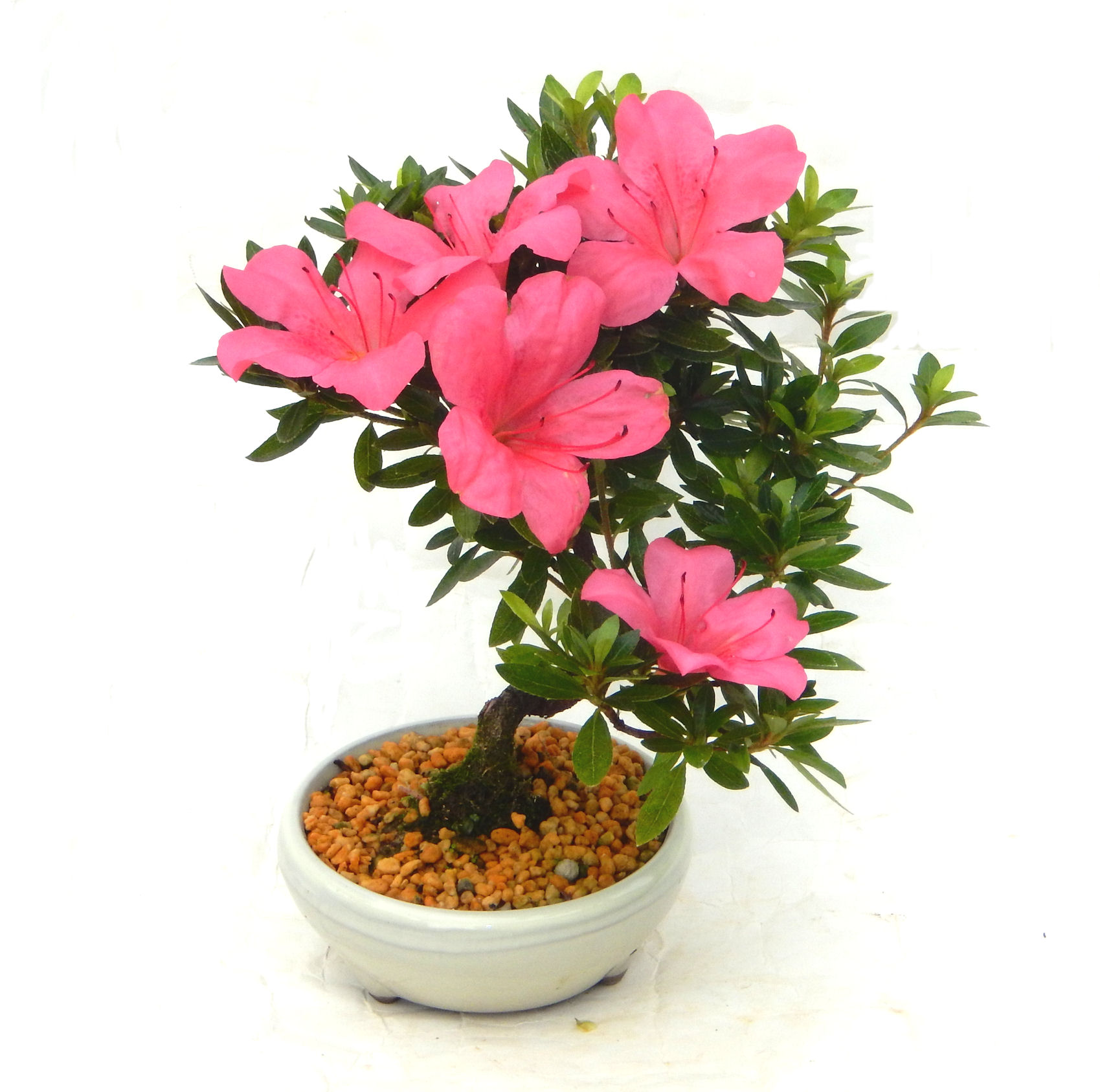 �N�Ԃ̒��x�X�g�Z���[�ɂȂ�܂����I�I�I�R���p�N�g�ɉ������܂����B���߂Ă̕��ɂ���Ă₷����v�ȐA���ł��B