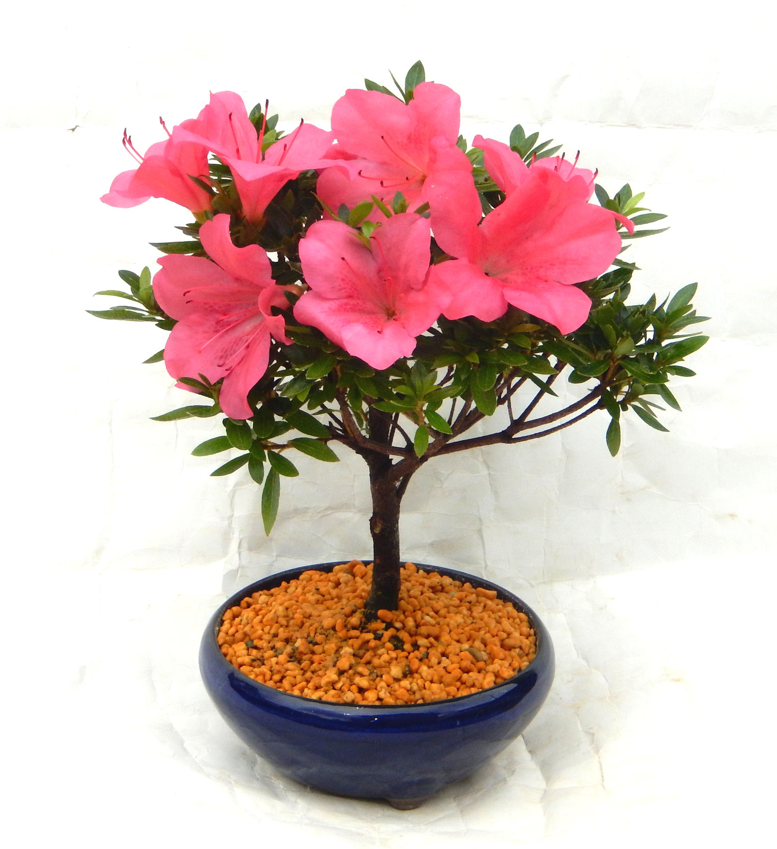 �N�Ԃ̒��x�X�g�Z���[�ɂȂ�܂����I�I�I�R���p�N�g�ɉ������܂����B���߂Ă̕��ɂ���Ă₷����v�ȐA���ł��B