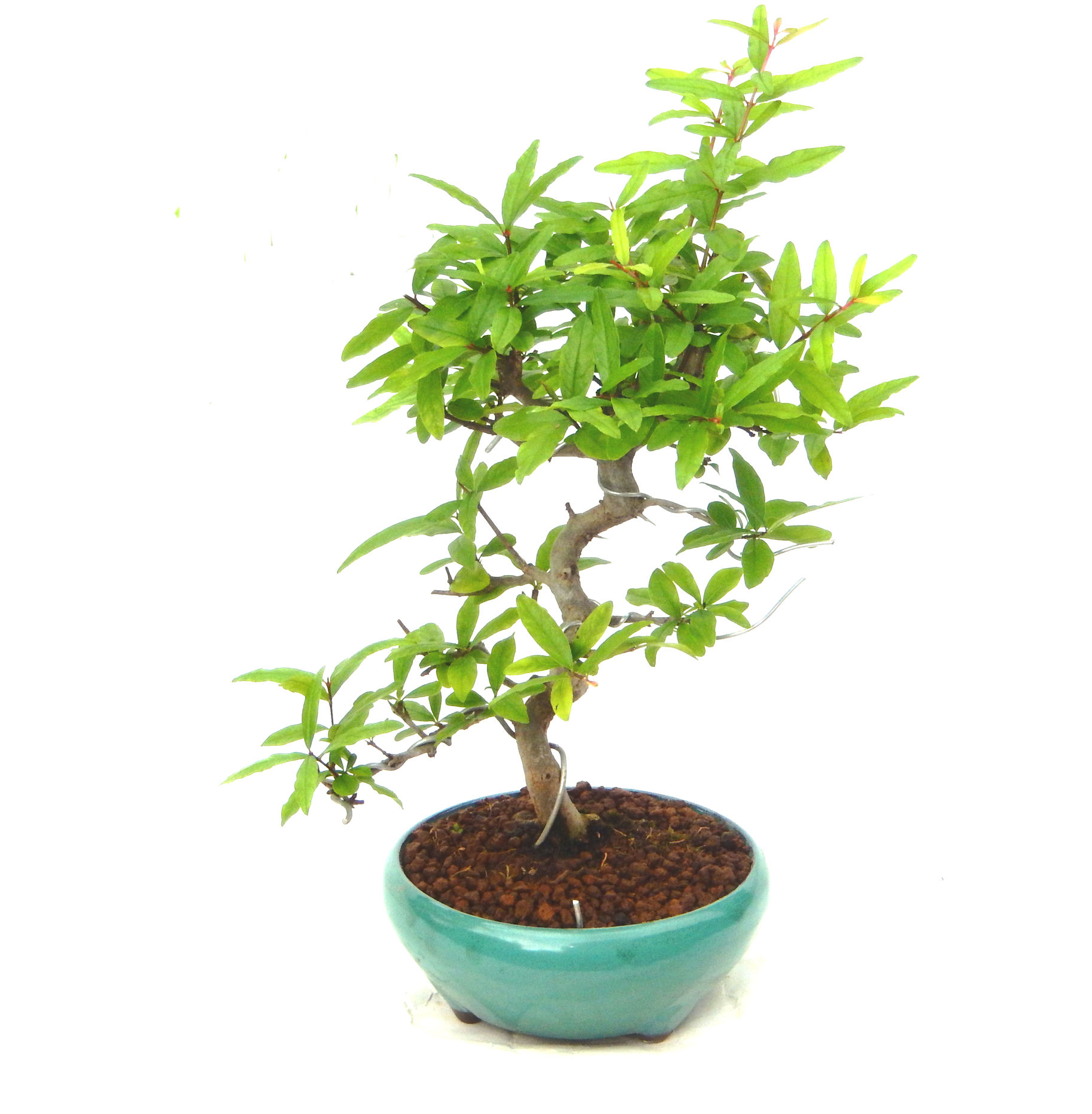 ������́A�q��Ɍb�܂��Ƃ����A�ɉh���Ӗ����鉏�N�A���ł��B�U���ɃI�����W�F�̉Ԃ��炫�A�����Ď����Ȃ�܂��B��(��)�́A���e�ɐl�C�ň��ݕ��Ƃ��Ďs�̂���Ă��܂��B 