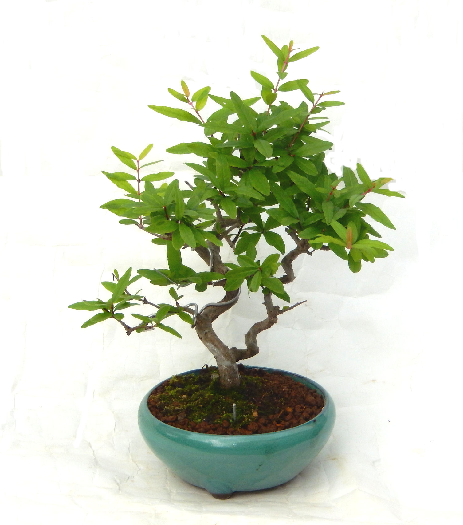 ������́A�q��Ɍb�܂��Ƃ����A�ɉh���Ӗ����鉏�N�A���ł��B�U���ɃI�����W�F�̉Ԃ��炫�A�����Ď����Ȃ�܂��B��(��)�́A���e�ɐl�C�ň��ݕ��Ƃ��Ďs�̂���Ă��܂��B 