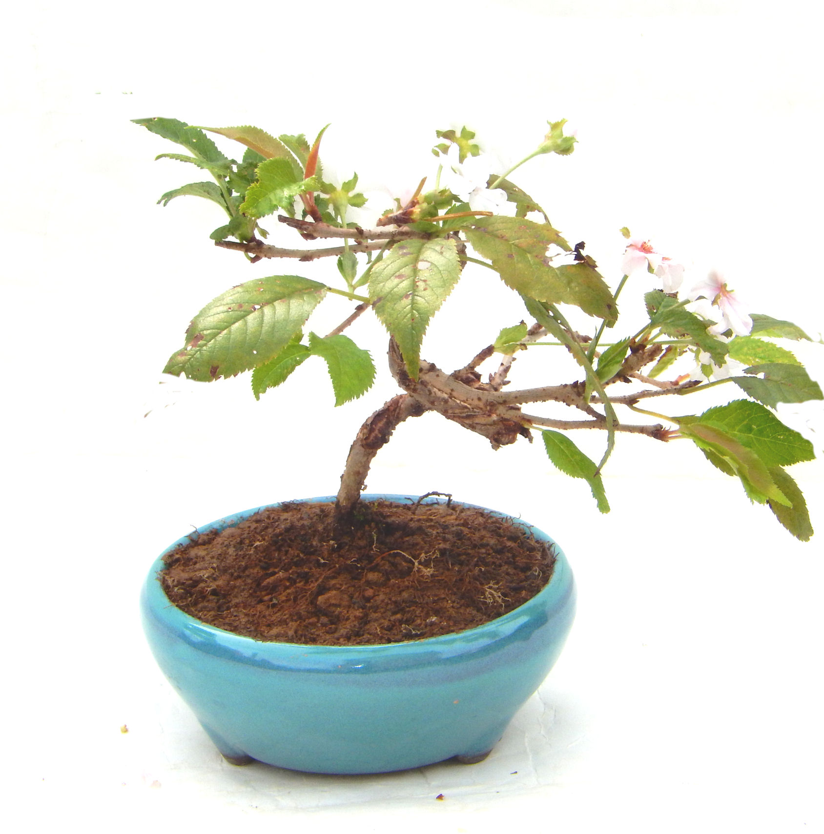 �H����~�ɂ����A�t�ɉԂ��炭�j��炫���ł��B�N�Ԃ̒��x�X�g�Z���[�ɂȂ�܂����I�I�I�R���p�N�g�ɉ������܂����B���߂Ă̕��ɂ���Ă₷����v�ȐA���ł��B