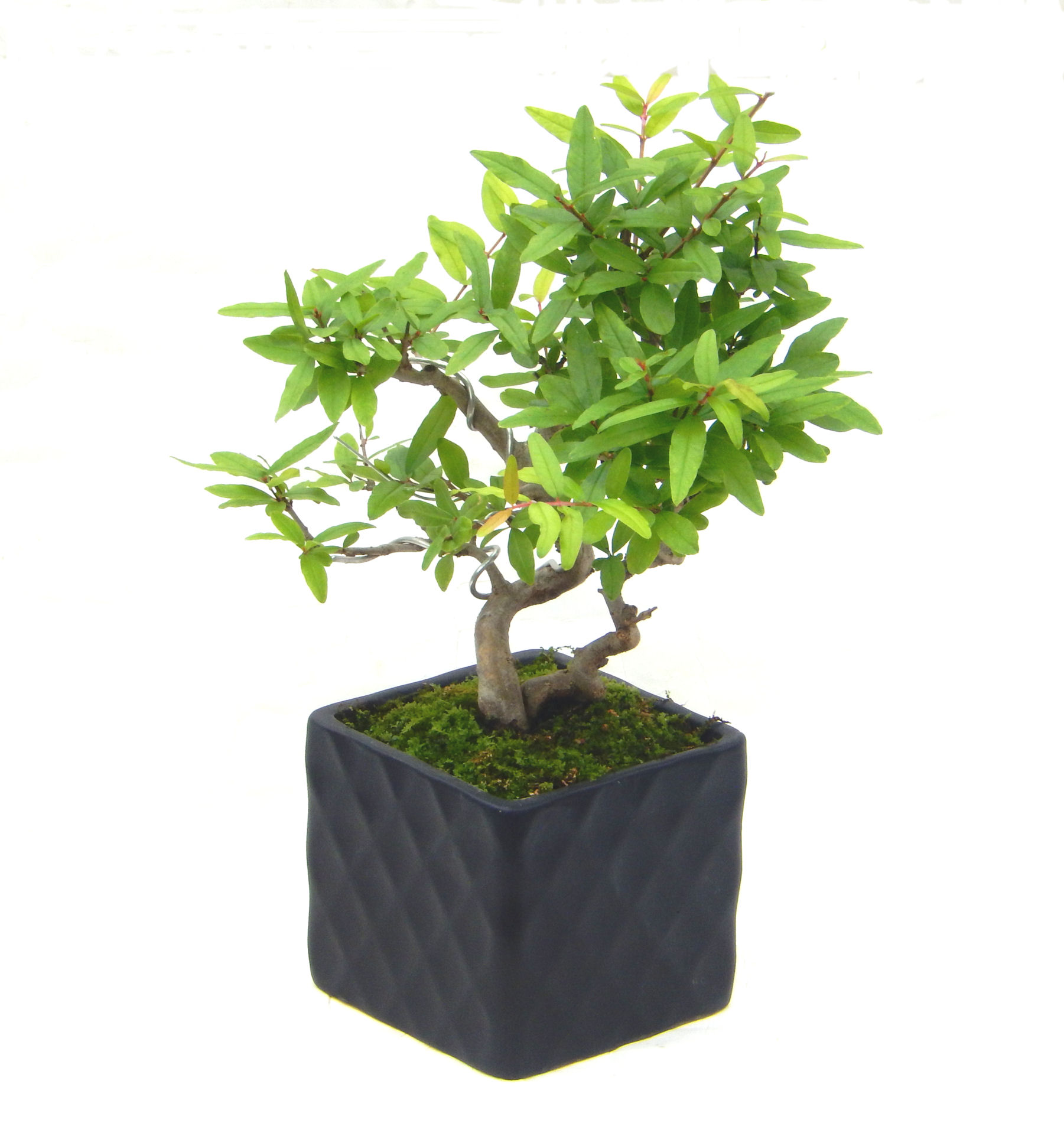 ������́A�q��Ɍb�܂��Ƃ����A�ɉh���Ӗ����鉏�N�A���ł��B�U���ɃI�����W�F�̉Ԃ��炫�A�����Ď����Ȃ�܂��B��(��)�́A���e�ɐl�C�ň��ݕ��Ƃ��Ďs�̂���Ă��܂��B 