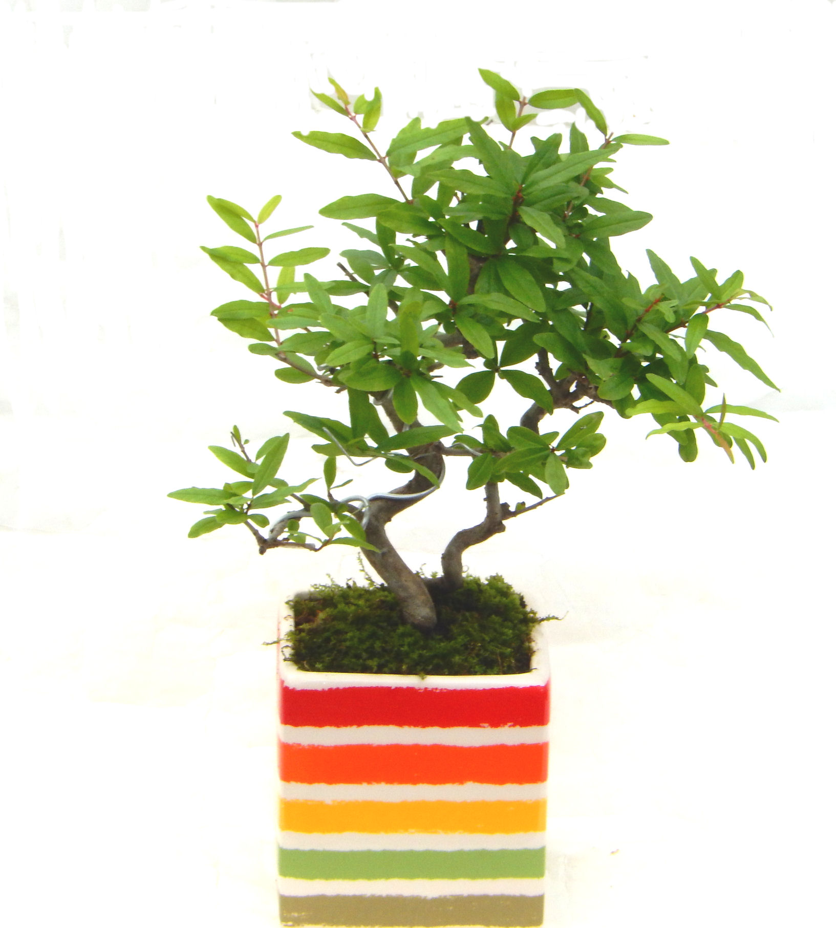 ������́A�q��Ɍb�܂��Ƃ����A�ɉh���Ӗ����鉏�N�A���ł��B�U���ɃI�����W�F�̉Ԃ��炫�A�����Ď����Ȃ�܂��B��(��)�́A���e�ɐl�C�ň��ݕ��Ƃ��Ďs�̂���Ă��܂��B 