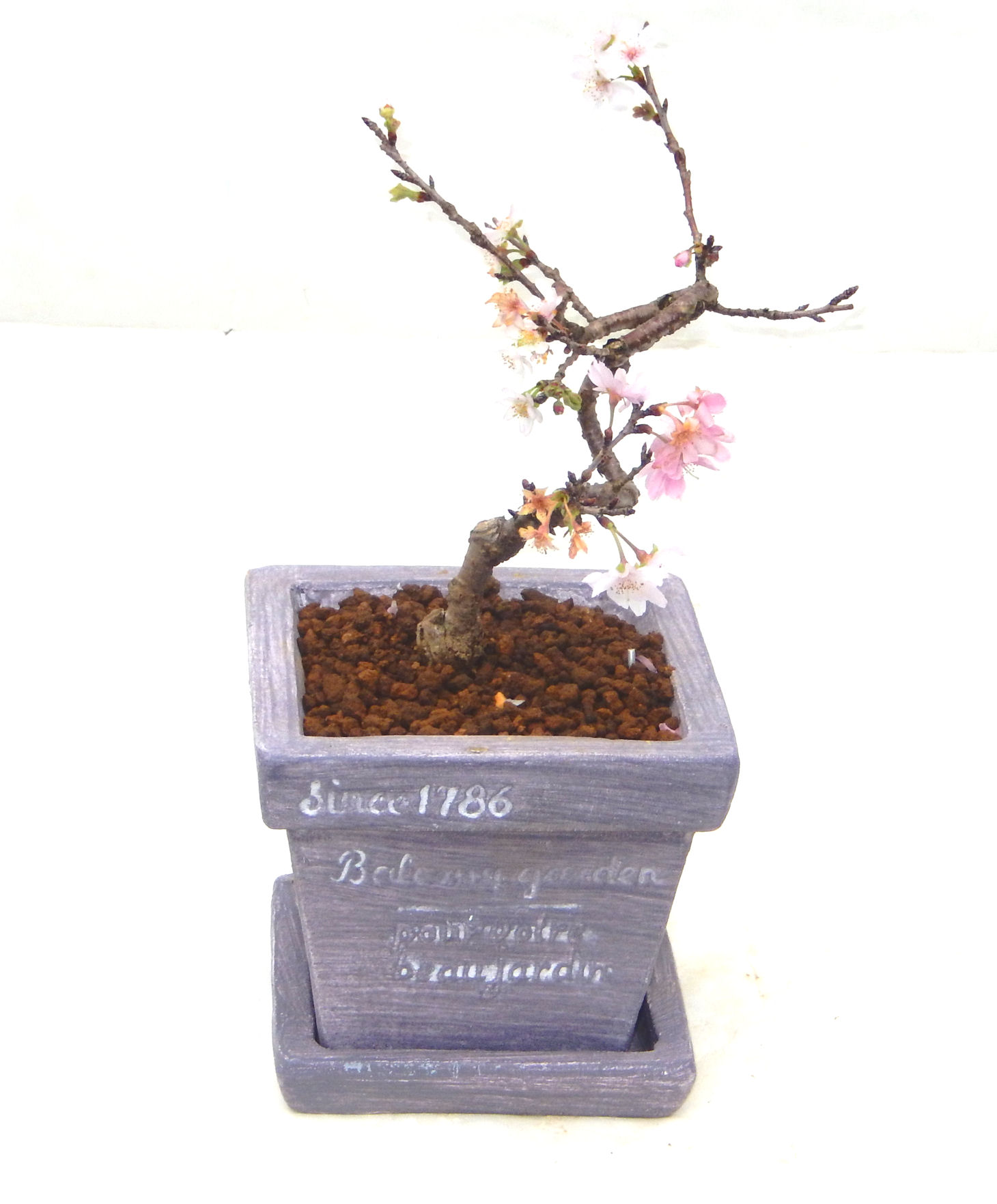 �P�O�����B�t�ƏH�̓��炭�T�N���ł��B�N�Ԃ̒��x�X�g�Z���[�ɂȂ�܂����I�I�I�R���p�N�g�ɉ������܂����B���߂Ă̕��ɂ���Ă₷����v�ȐA���ł��B