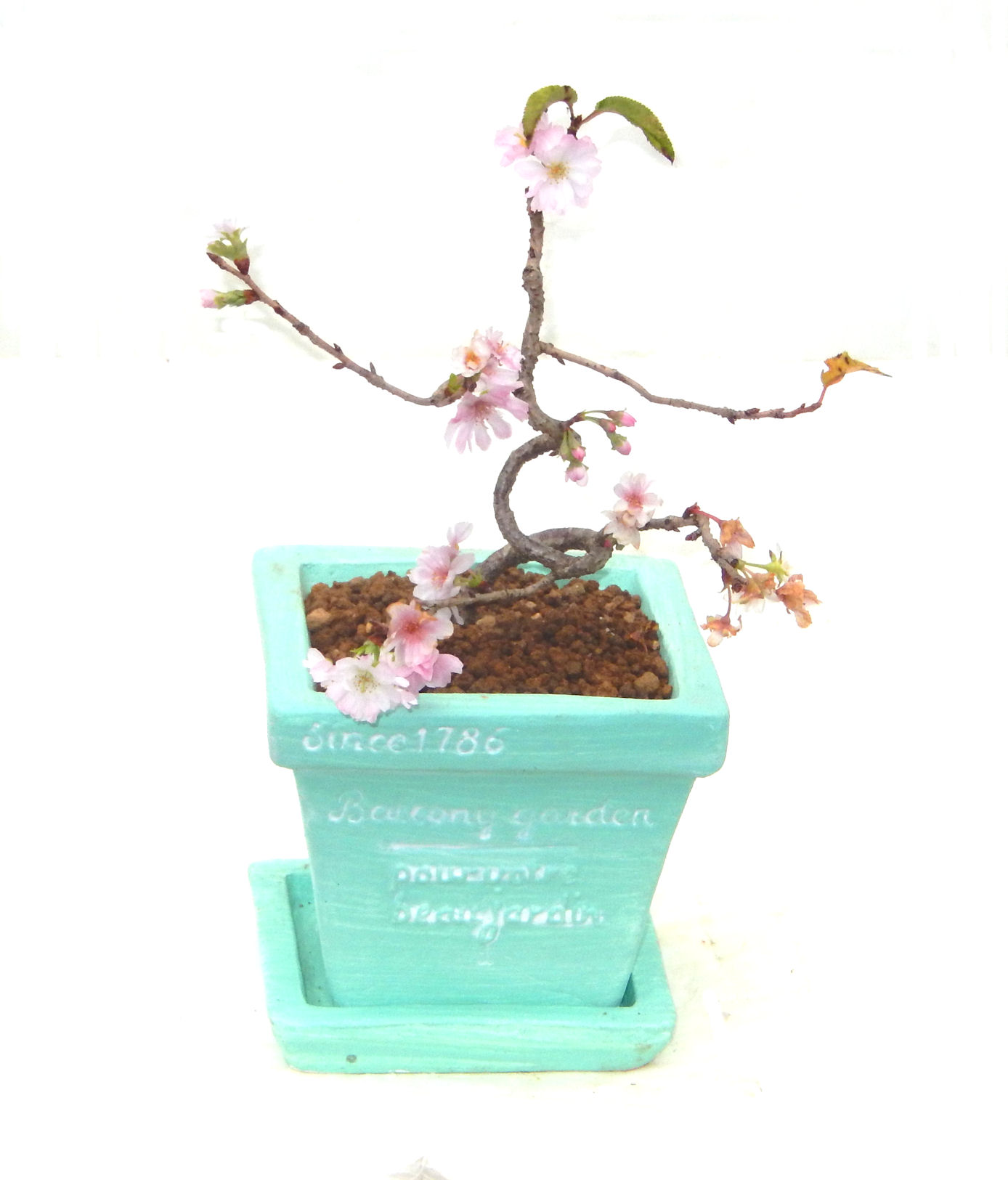 �P�O�����B�t�ƏH�̓��炭�T�N���ł��B�N�Ԃ̒��x�X�g�Z���[�ɂȂ�܂����I�I�I�R���p�N�g�ɉ������܂����B���߂Ă̕��ɂ���Ă₷����v�ȐA���ł��B