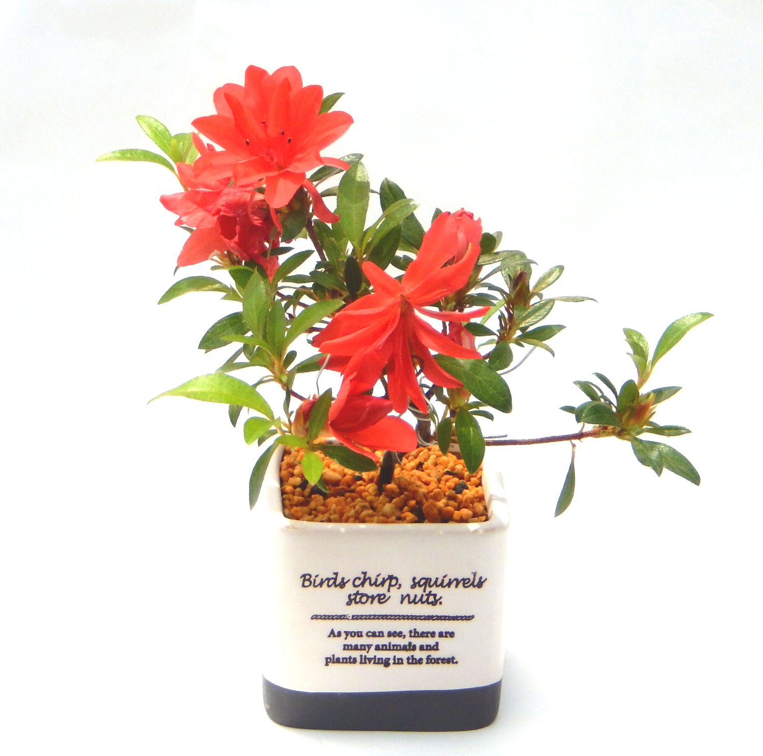 �N�Ԃ̒��x�X�g�Z���[�ɂȂ�܂����I�I�I�R���p�N�g�ɉ������܂����B���߂Ă̕��ɂ���Ă₷����v�ȐA���ł��B