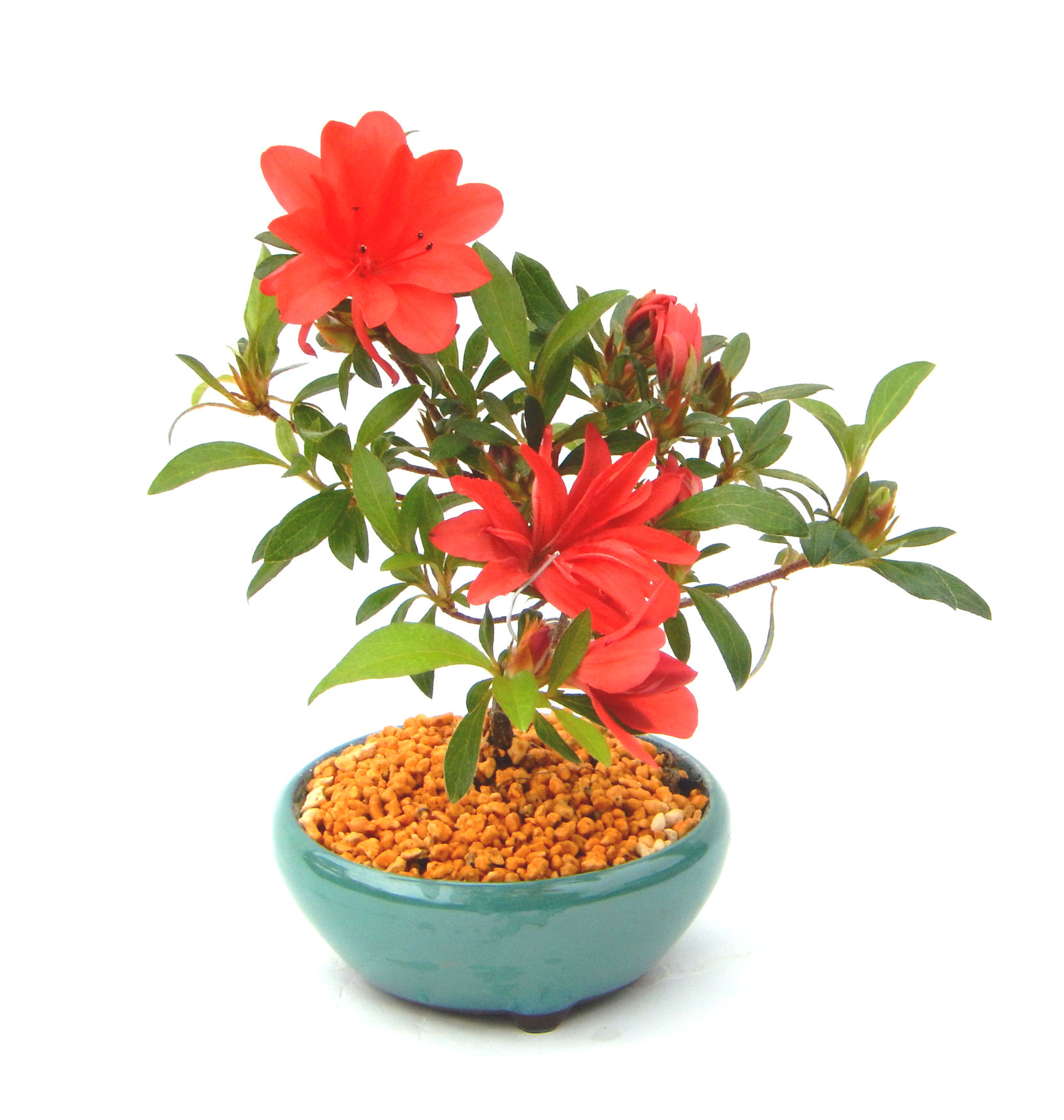 �N�Ԃ̒��x�X�g�Z���[�ɂȂ�܂����I�I�I�R���p�N�g�ɉ������܂����B���߂Ă̕��ɂ���Ă₷����v�ȐA���ł��B