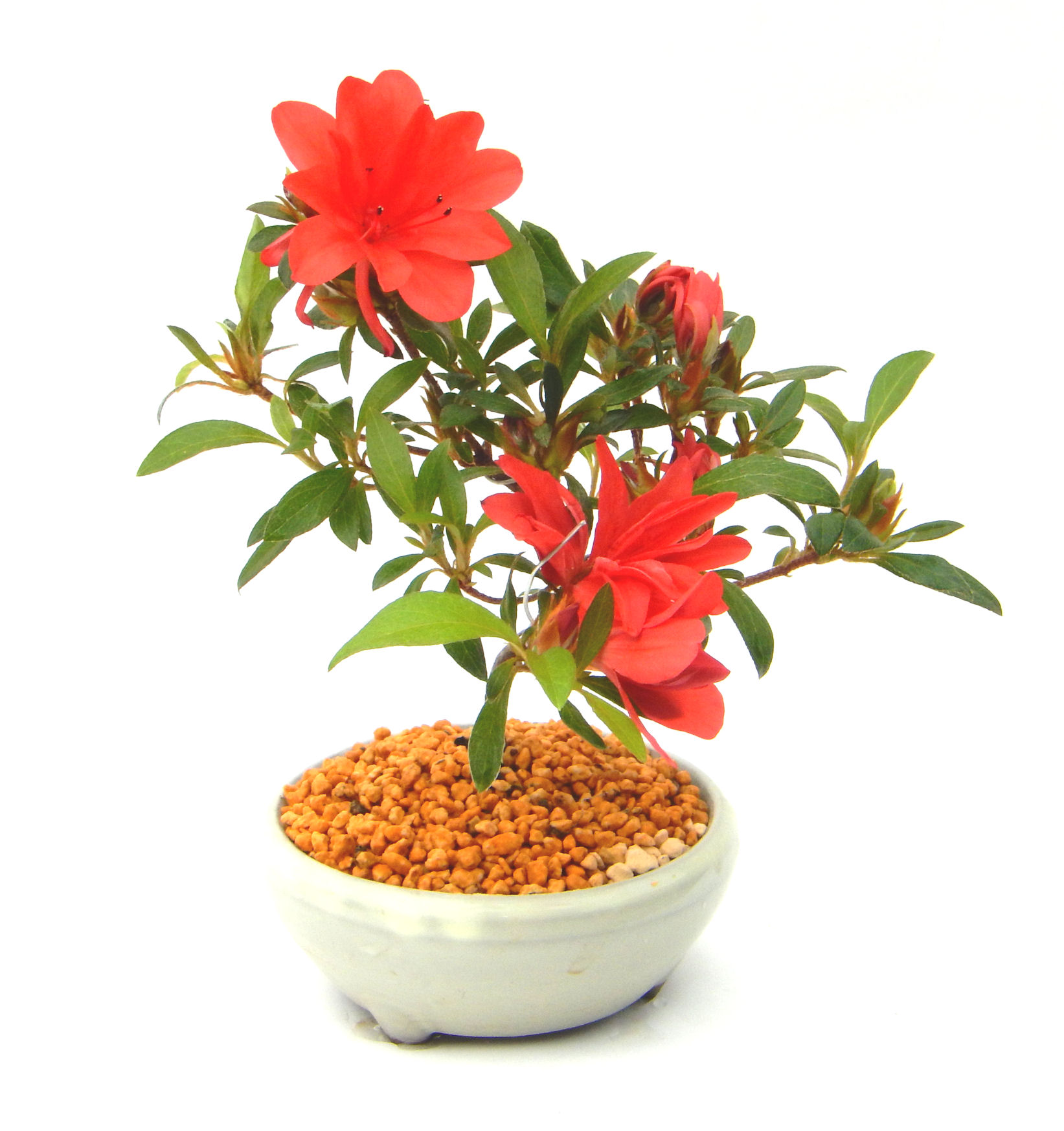 �N�Ԃ̒��x�X�g�Z���[�ɂȂ�܂����I�I�I�R���p�N�g�ɉ������܂����B���߂Ă̕��ɂ���Ă₷����v�ȐA���ł��B