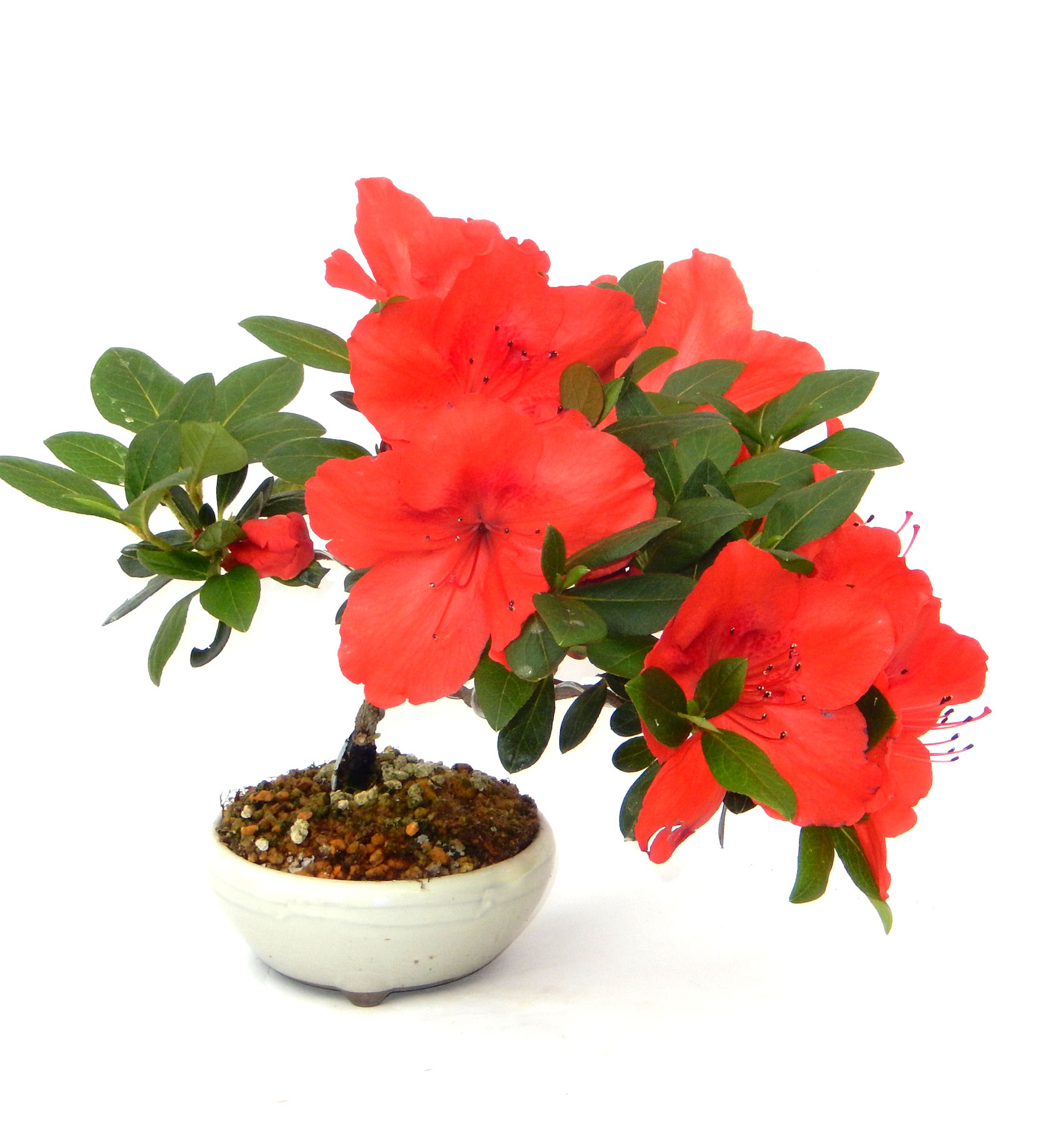 �͂Ȃт�̖~��