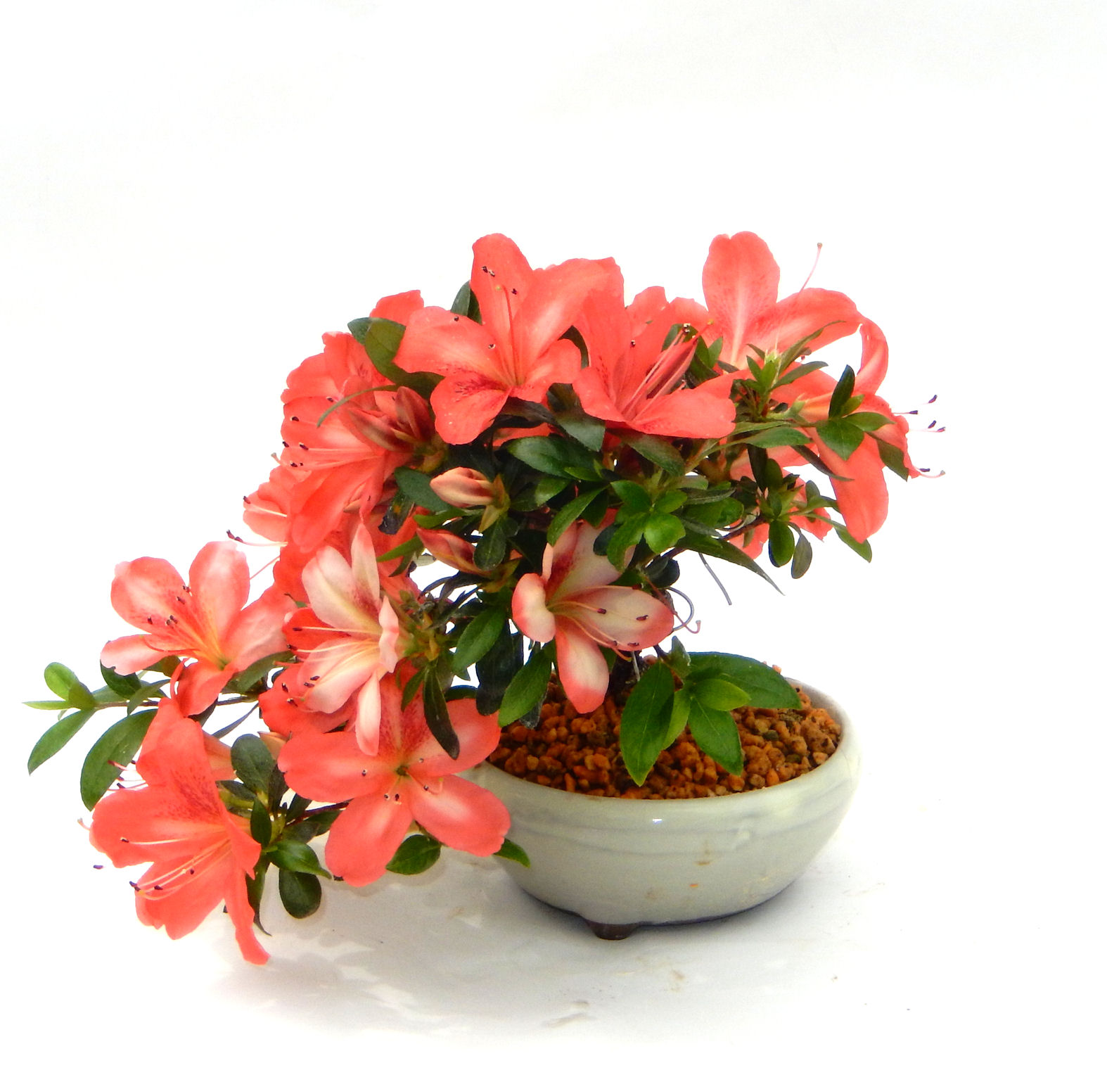 �N�Ԃ̒��x�X�g�Z���[�ɂȂ�܂����I�I�I�R���p�N�g�ɉ������܂����B���߂Ă̕��ɂ���Ă₷����v�ȐA���ł��B