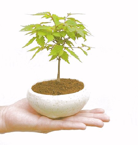 �m���̔��������₫�̉摜���o�܂��B�������΂炭���҂����������܂��B