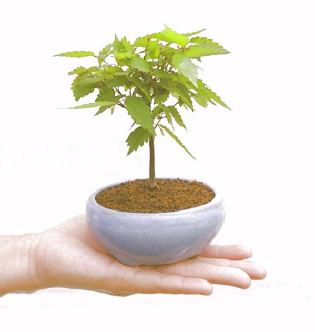 �m���̔��������₫�̉摜���o�܂��B�������΂炭���҂����������܂��B