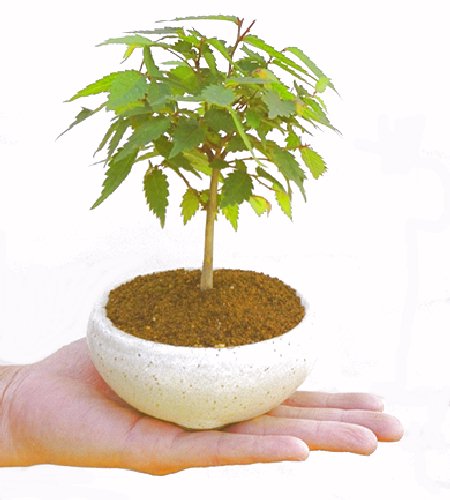 �m���̔��������₫�̉摜���o�܂��B�������΂炭���҂����������܂��B