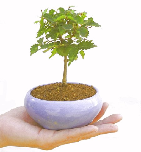 �m���̔��������₫�̉摜���o�܂��B�������΂炭���҂����������܂��B