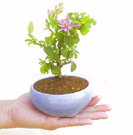 �Q�O�O�Q�N�ȗ��A�N�Ԃ̃x�X�g�Z���[�I�I�I�R���p�N�g�ɉ������܂����B���߂Ă̕��ɂ���Ă₷����v�ȐA���ł��B