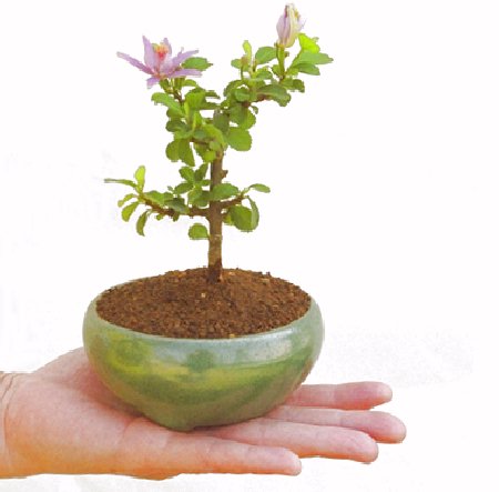 �Q�O�O�O�N�A�N�Ԃ̃x�X�g�Z���[�ɂȂ�܂����I�I�I�R���p�N�g�ɉ������܂����B���߂Ă̕��ɂ���Ă₷����v�ȐA���ł��B