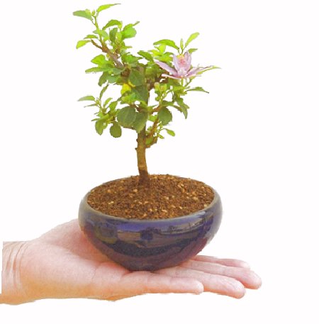 �Q�O�O�O�N�A�N�Ԃ̃x�X�g�Z���[�ɂȂ�܂����I�I�I�R���p�N�g�ɉ������܂����B���߂Ă̕��ɂ���Ă₷����v�ȐA���ł��B