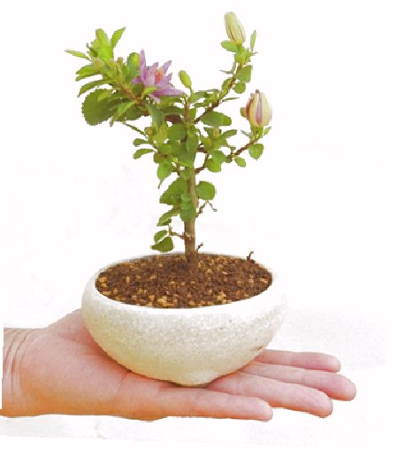 �Q�O�O�O�N�A�N�Ԃ̃x�X�g�Z���[�ɂȂ�܂����I�I�I�R���p�N�g�ɉ������܂����B���߂Ă̕��ɂ���Ă₷����v�ȐA���ł��B