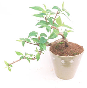 �~�́@�f�U�C�����W��