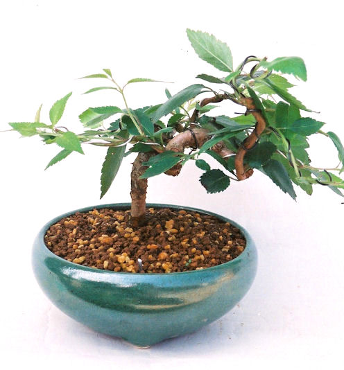 �͒Í��{�B�ň�ԑ����Ԃ��炭���ł��B�N�Ԃ̒��x�X�g�Z���[�ɂȂ�܂����I�I�I�R���p�N�g�ɉ������܂����B���߂Ă̕��ɂ���Ă₷����v�ȐA���ł��B