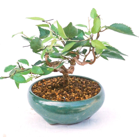 �N�Ԃ̒��x�X�g�Z���[�ɂȂ�܂����I�I�I�R���p�N�g�ɉ������܂����B���߂Ă̕��ɂ���Ă₷����v�ȐA���ł��B