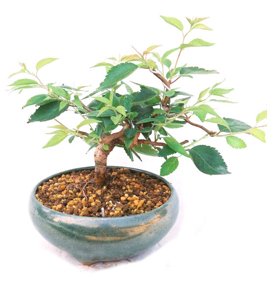 �N�Ԃ̒��x�X�g�Z���[�ɂȂ�܂����I�I�I�R���p�N�g�ɉ������܂����B���߂Ă̕��ɂ���Ă₷����v�ȐA���ł��B