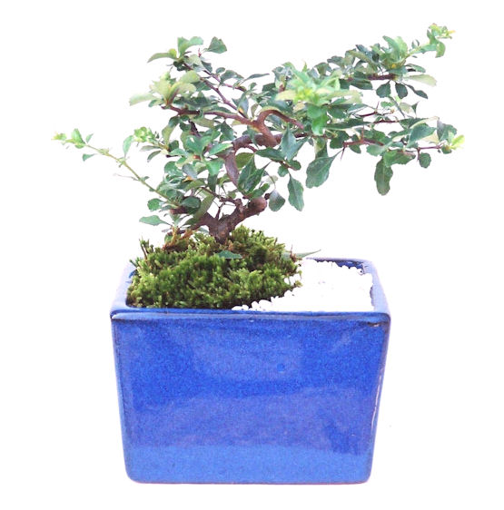 �����~�Ə����܂��B�����ɂ��₩��鉏�N�A���I�I�X�ɏt�A�R�����납���ȐԂ��ԁB�}�ɒ��ڂڂ݂�t���J�Ԃ��܂��B�Ԑ��������Ă��A���Ȃ��Ă��A�Ƃɂ��������A��x������ǂ����Ă���ɓ��ꂽ���Ȃ�A���ł��I 
   ���̏��i�́A�~�j�T�C�Y�ɍ��܂����B�������̃C���e���A�Ƃ��ăe�[�u���⑋�ӂɂ�����傫���ł��B�܂������̂����߂̈�i�ł��I�I�I