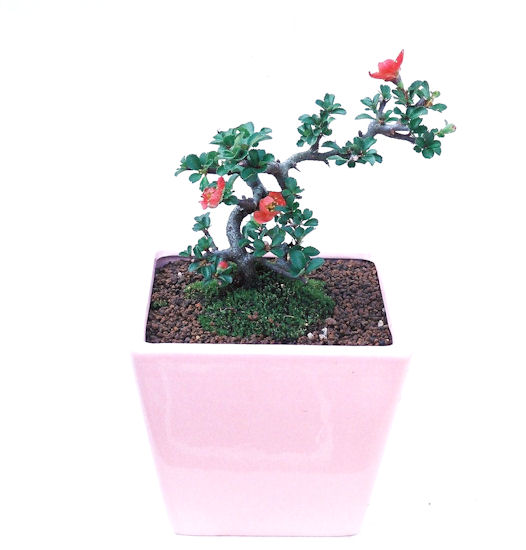 �����~�Ə����܂��B�����ɂ��₩��鉏�N�A���I�I�X�ɏt�A�R�����납���ȐԂ��ԁB�}�ɒ��ڂڂ݂�t���J�Ԃ��܂��B�Ԑ��������Ă��A���Ȃ��Ă��A�Ƃɂ��������A��x������ǂ����Ă���ɓ��ꂽ���Ȃ�A���ł��I 
   ���̏��i�́A�~�j�T�C�Y�ɍ��܂����B�������̃C���e���A�Ƃ��ăe�[�u���⑋�ӂɂ�����傫���ł��B�܂������̂����߂̈�i�ł��I�I�I